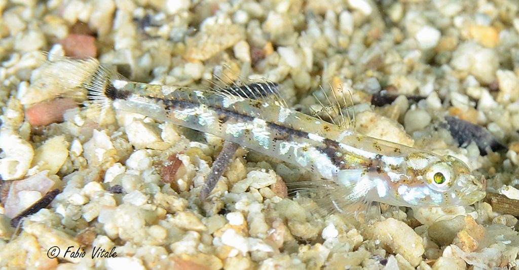 Pomatoschistus bathi